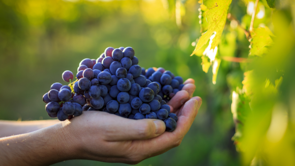 LA VENDEMMIA ISCHITANA