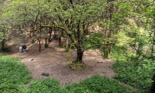 L'Albero Magico